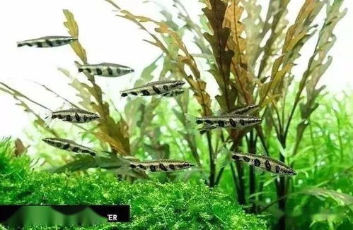 知識(shí) 我們養(yǎng)的魚兒正常該活多久 短的2年,長(zhǎng)的上百年