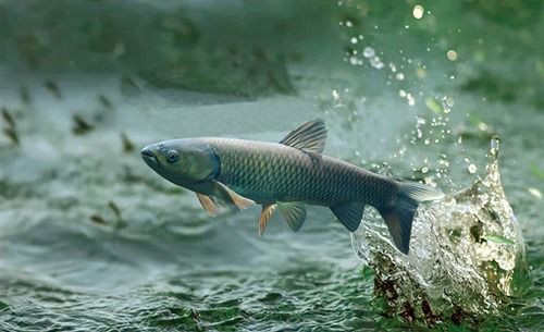 首個(gè)草魚腸道微生物基因目錄構(gòu)建