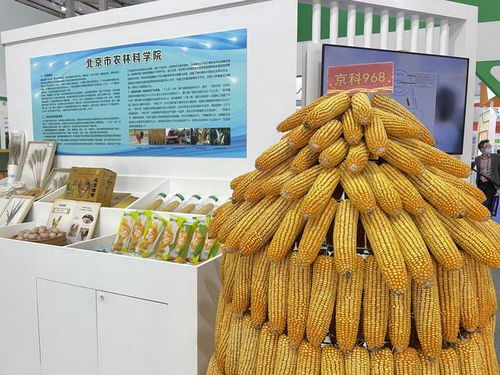 全國杰出貢獻玉米自交系發布，55個優良自交系入選飼料科